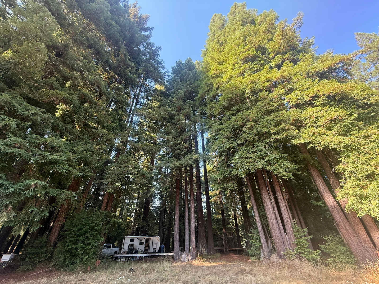 Camp Larabee - Secluded Redwoods - Redcrest, California - glamping.directory