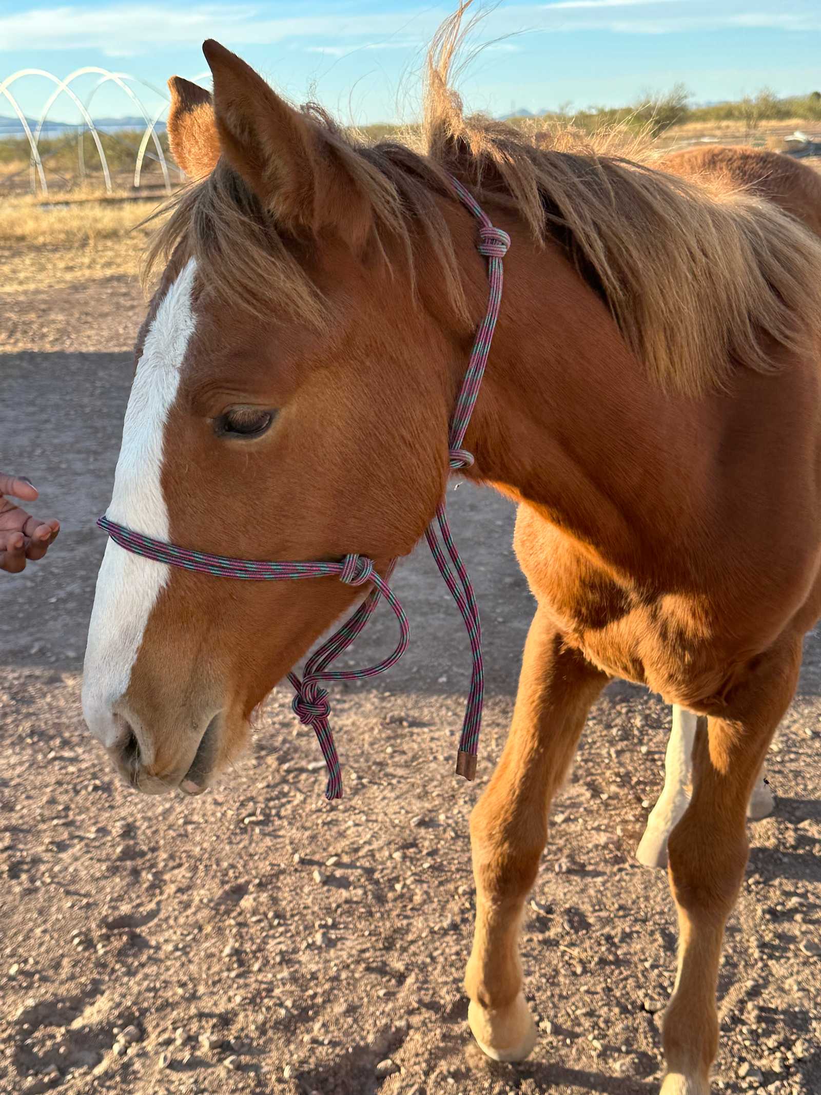 Nitty Gritty Acres - Elfrida, Arizona - glamping.directory
