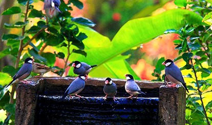 Romantic Suite Rentals Overlooking Garden and Orchard on Island of Maui - Kihei, Maui, Hawaii - glamping.directory