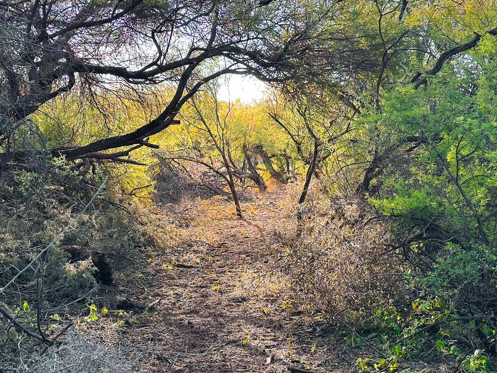 The Grove - Tubac, Arizona - glamping.directory