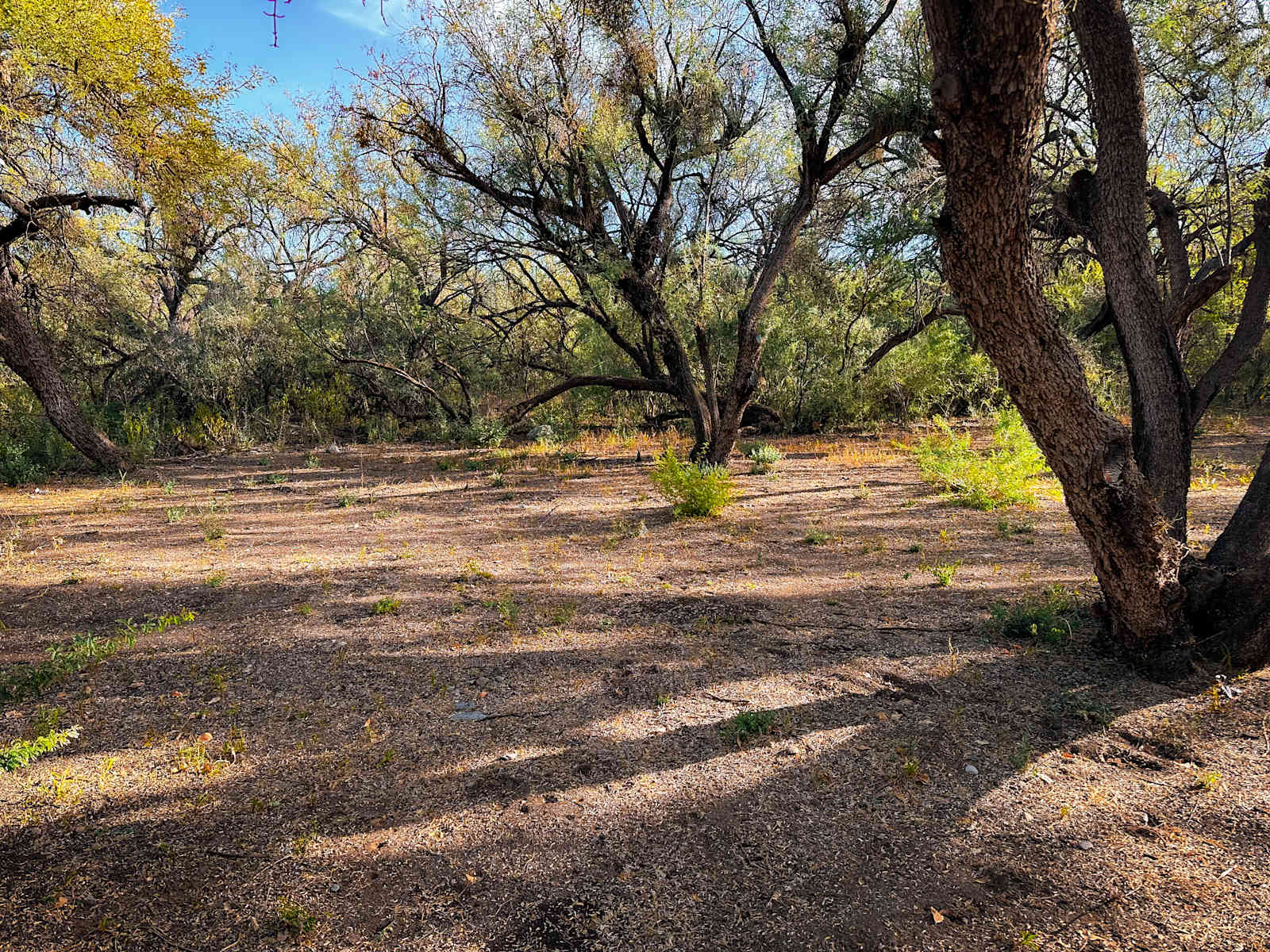 The Grove - Tubac, Arizona - glamping.directory