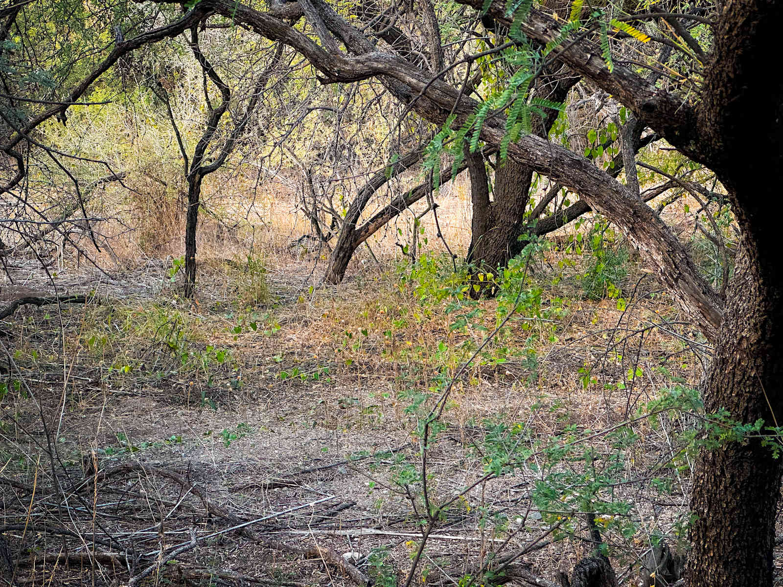 The Grove - Tubac, Arizona - glamping.directory