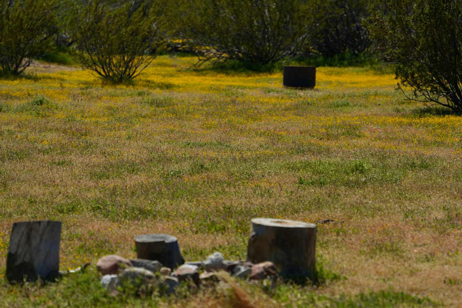 Coyote Moon Camping - Julian, California - glamping.directory