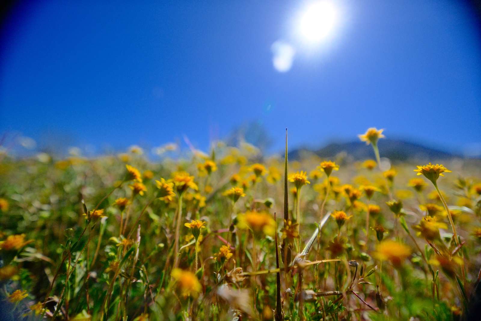 Coyote Moon Camping - Julian, California - glamping.directory