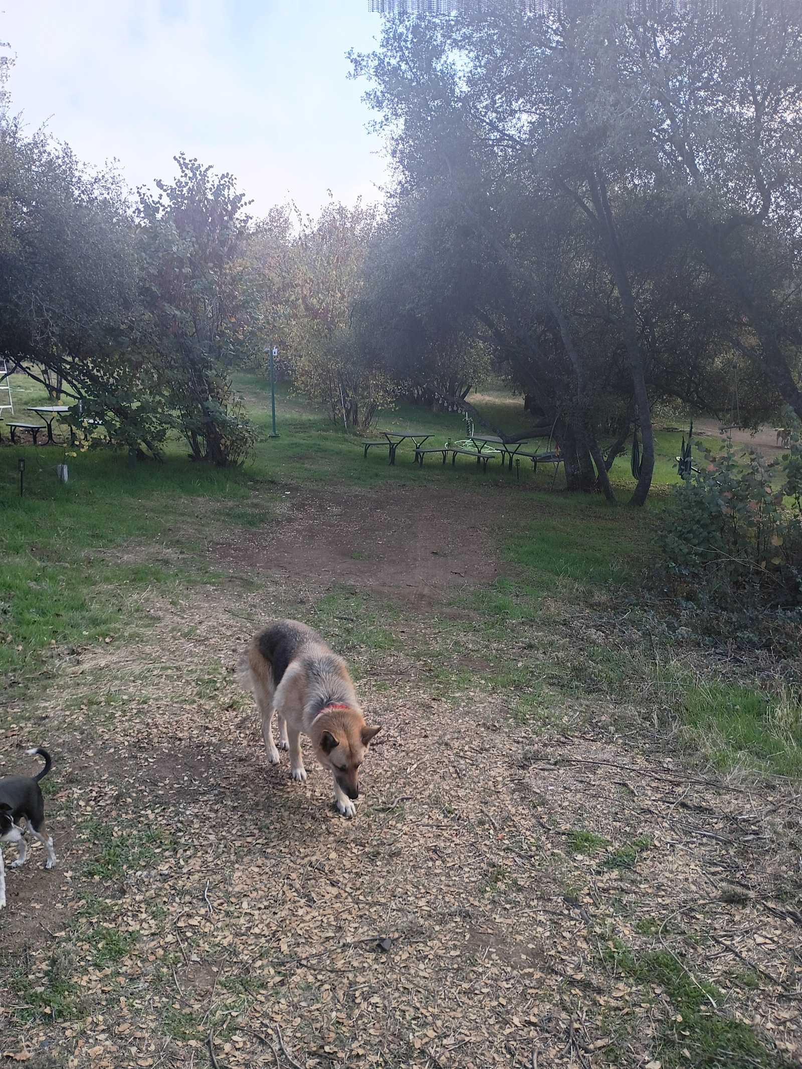 Mountain Farm - Badger, California - glamping.directory