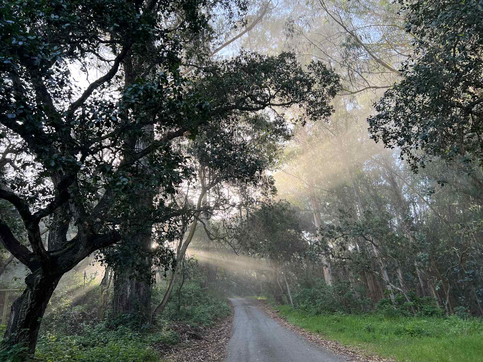 Grey Oaks 2 - Aromas, California - glamping.directory