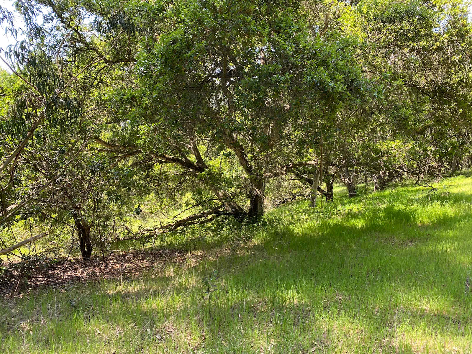 Grey Oaks 2 - Aromas, California - glamping.directory
