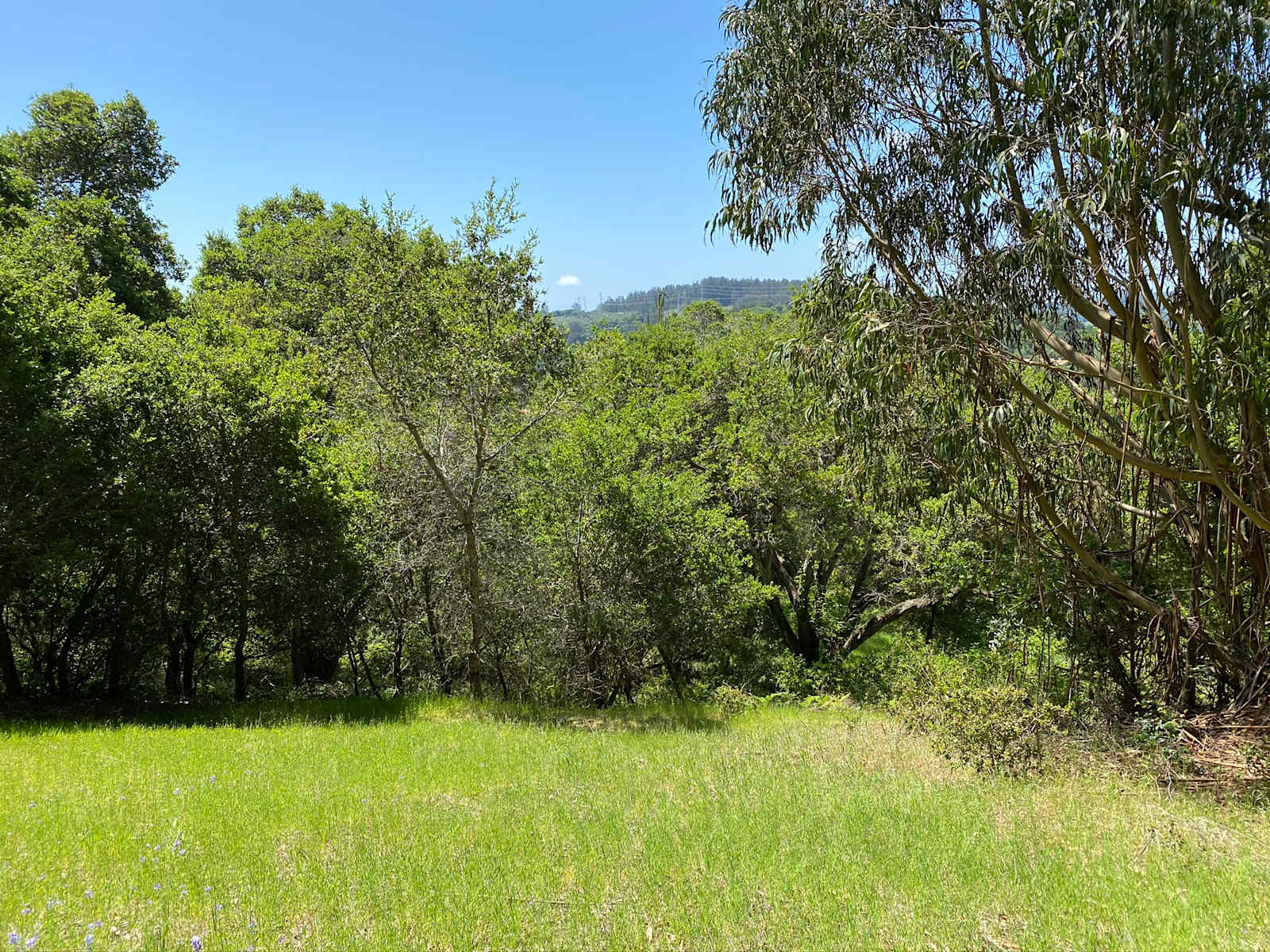 Grey Oaks 2 - Aromas, California - glamping.directory