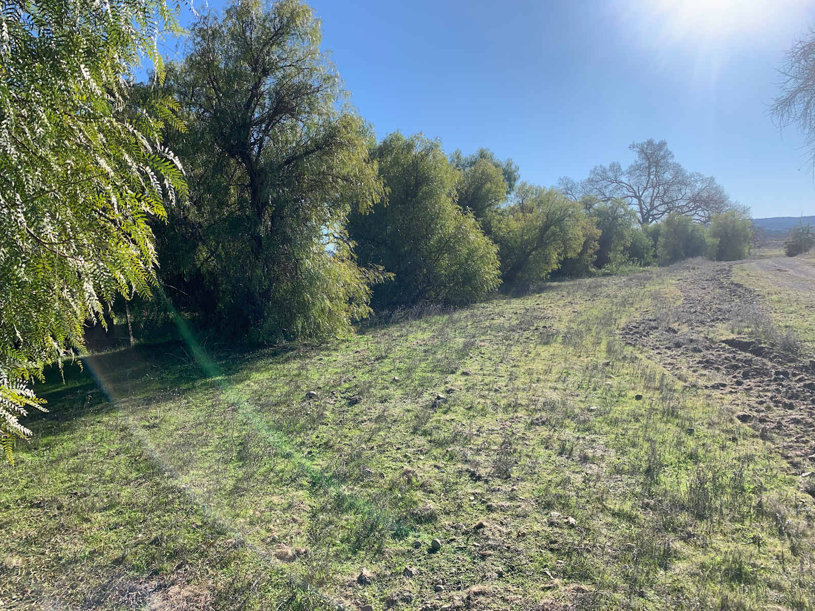 Pepper Tree Grove - Templeton, California - glamping.directory