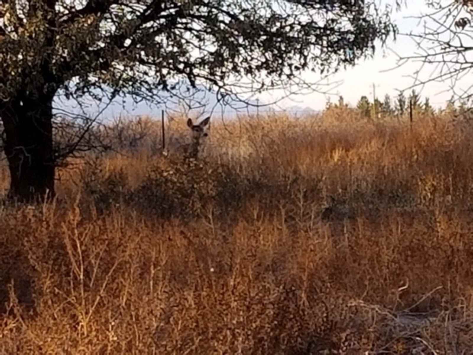 Birds and Barrels Vineyards - Willcox, Arizona - glamping.directory