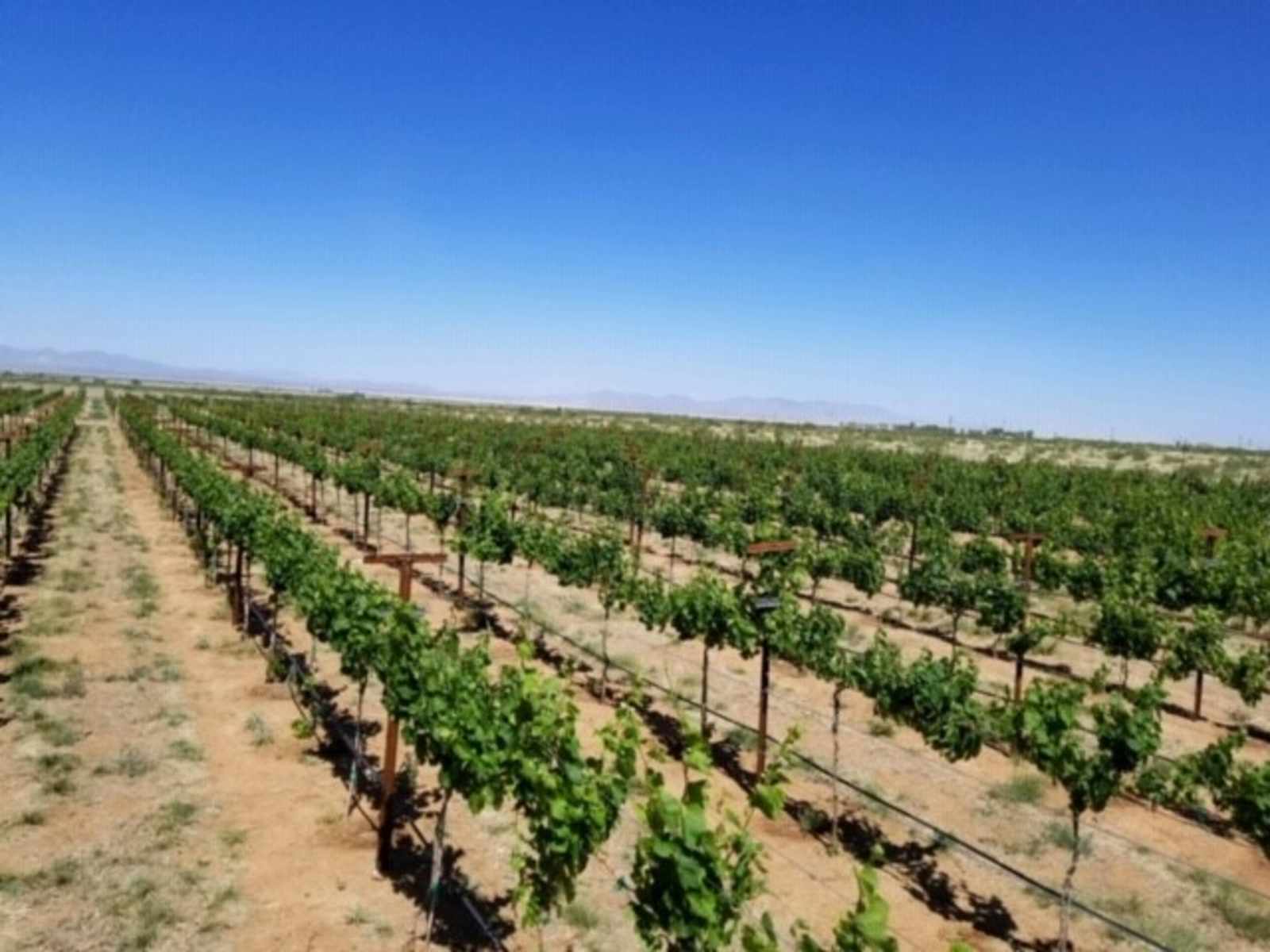 Birds and Barrels Vineyards - Willcox, Arizona - glamping.directory