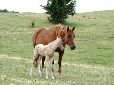 Fantastic Dude Ranch Vacation Experience For Two in Central Nebraska - Burwell, Nebraska - glamping.directory