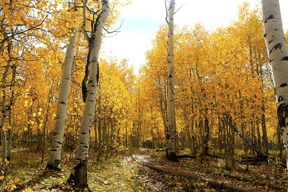Romantic B&B Getaway with Charming Woodland Views near Fargo, North Dakota - Mayville, North Dakota - glamping.directory