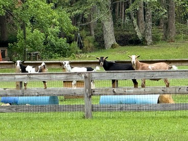 Unique Earth Home Stay with Pet Goats and Fishing Pond near Lake Gaston NC - Littleton, North Carolina - glamping.directory