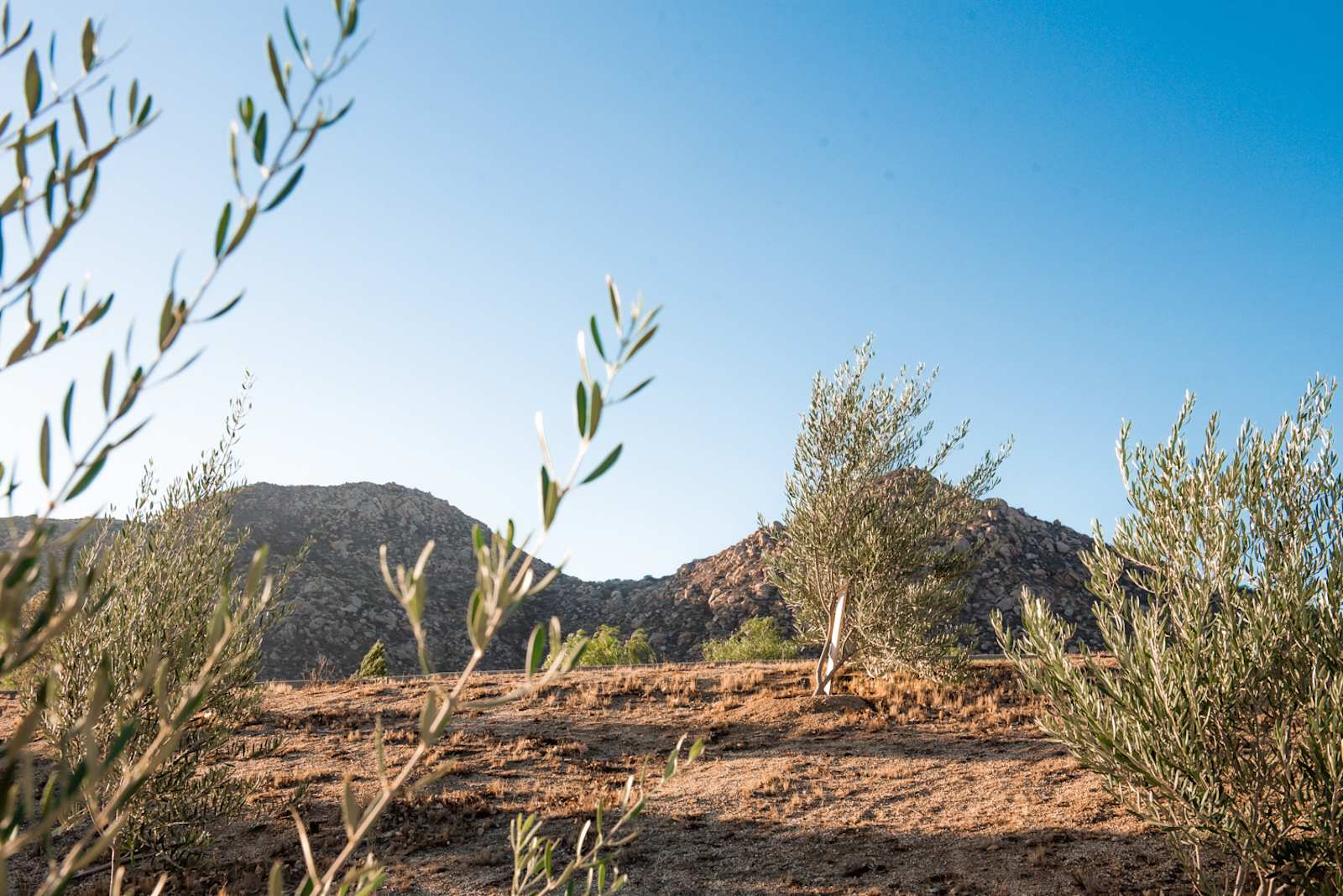 Shadow Hills - Temecula, California - glamping.directory