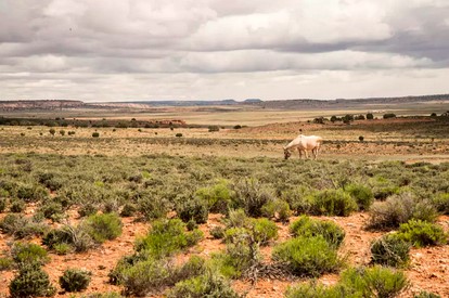Traditional Navajo Hut Rental for a Secluded Vacation near Page, Arizona - Page, Arizona - glamping.directory