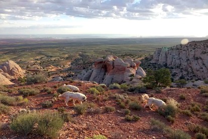 Traditional Navajo Hut Rental for a Secluded Vacation near Page, Arizona - Page, Arizona - glamping.directory