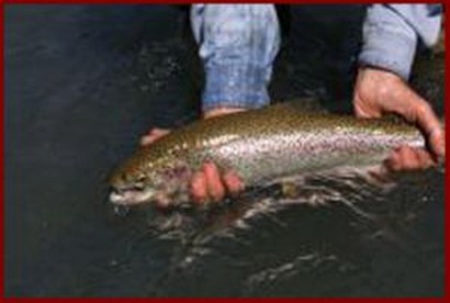 Riverfront Vacation Rental in a Fishing Lodge near Chugach National Forest, Alaska - Soldotna, Alaska - glamping.directory