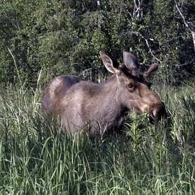 Riverfront Vacation Rental in a Fishing Lodge near Chugach National Forest, Alaska - Soldotna, Alaska - glamping.directory