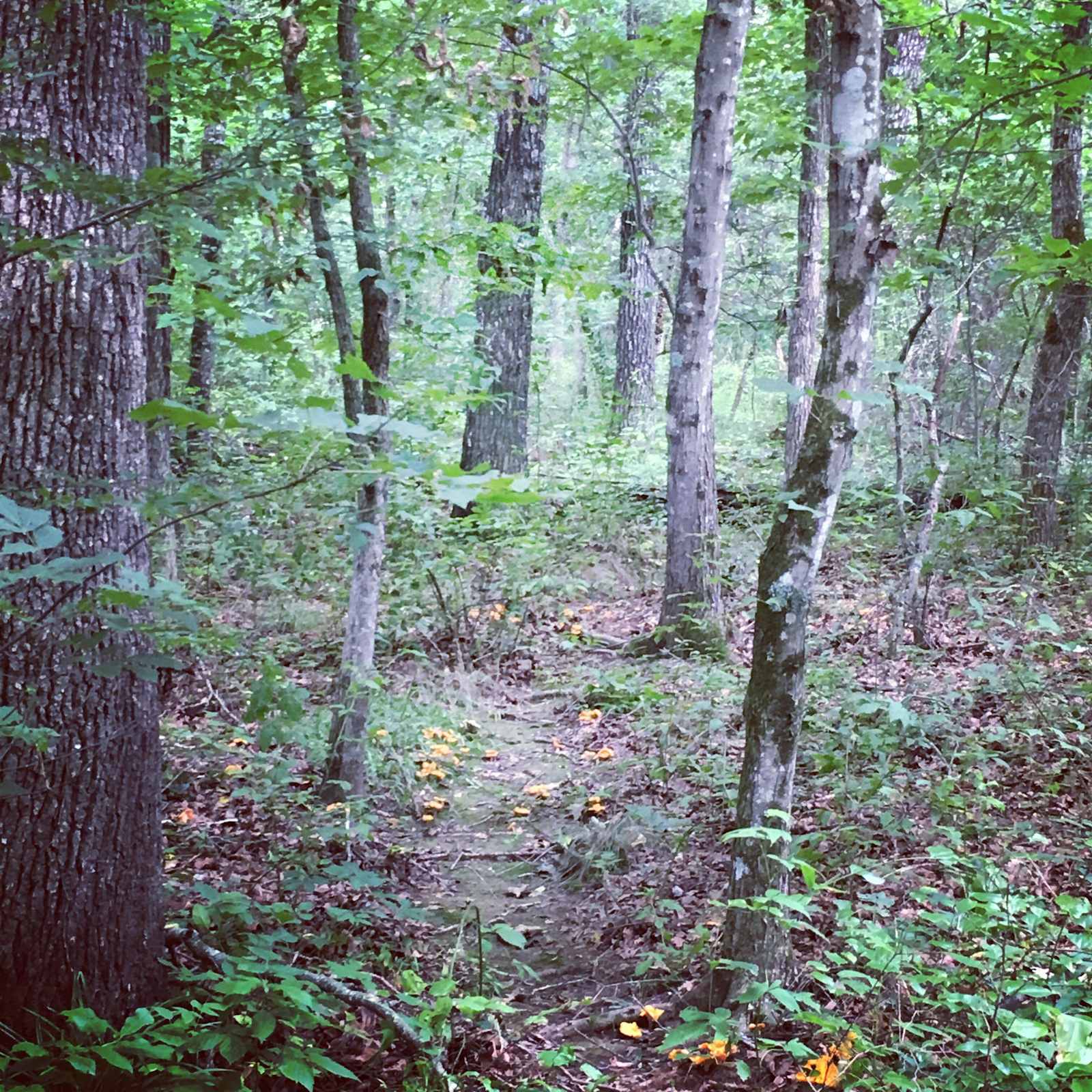 Woodybrooke Farm Campground - Ider, Alabama - glamping.directory