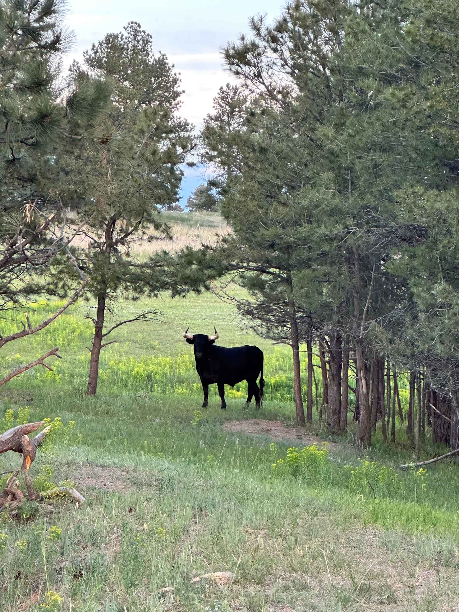 120 Acre Animal Sanctuary - Elizabeth, Colorado - glamping.directory