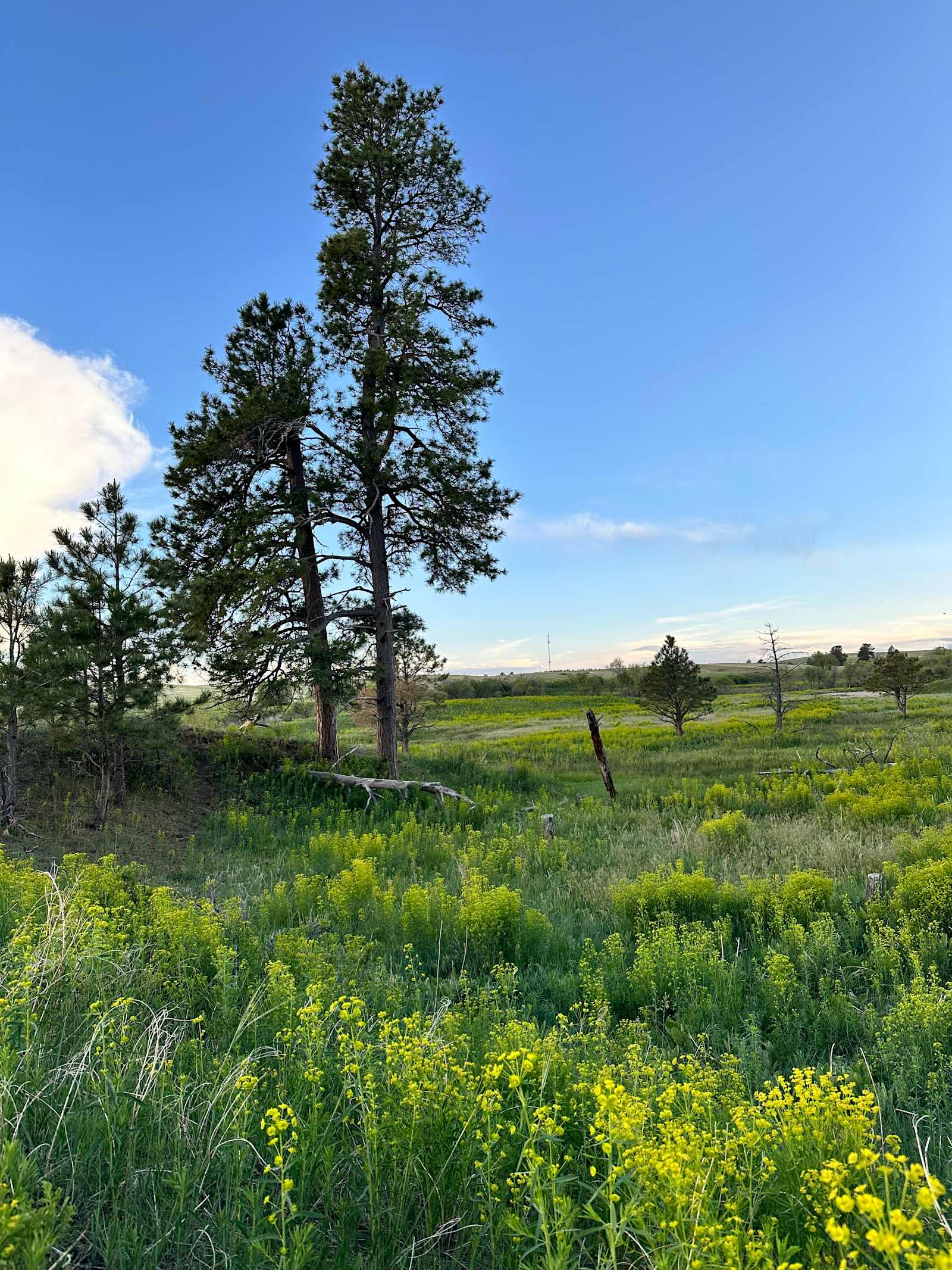 120 Acre Animal Sanctuary - Elizabeth, Colorado - glamping.directory