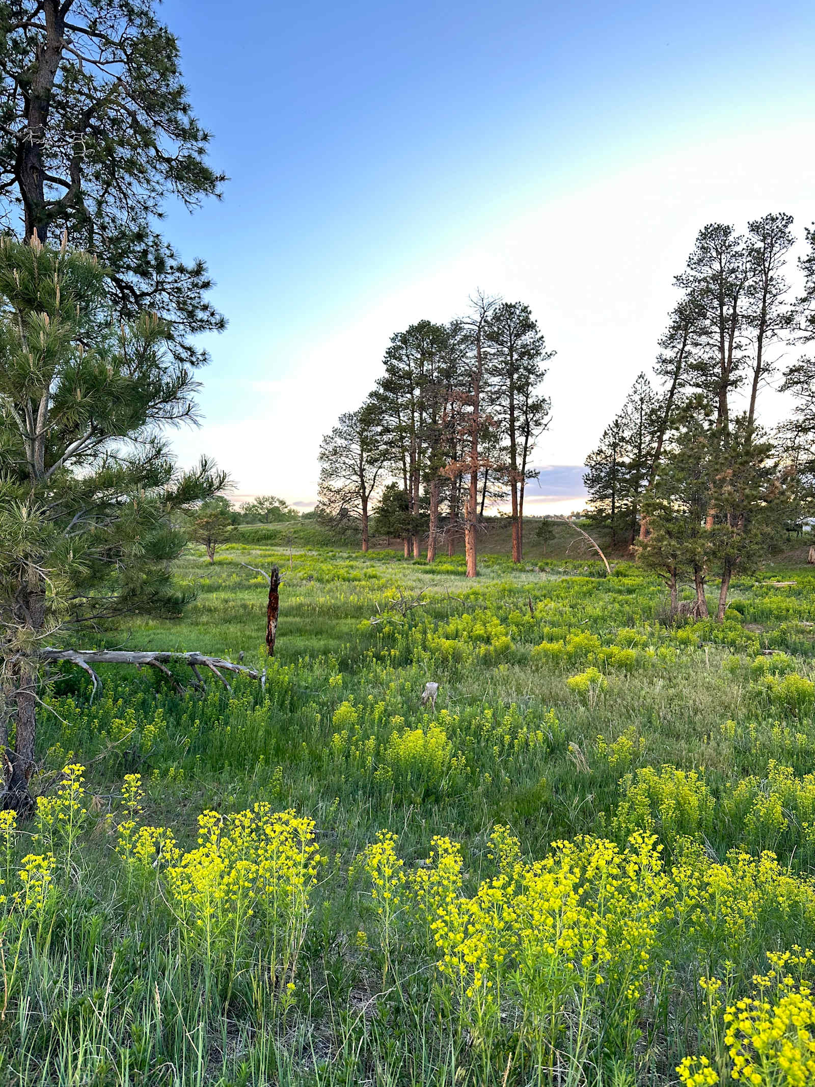 120 Acre Animal Sanctuary - Elizabeth, Colorado - glamping.directory