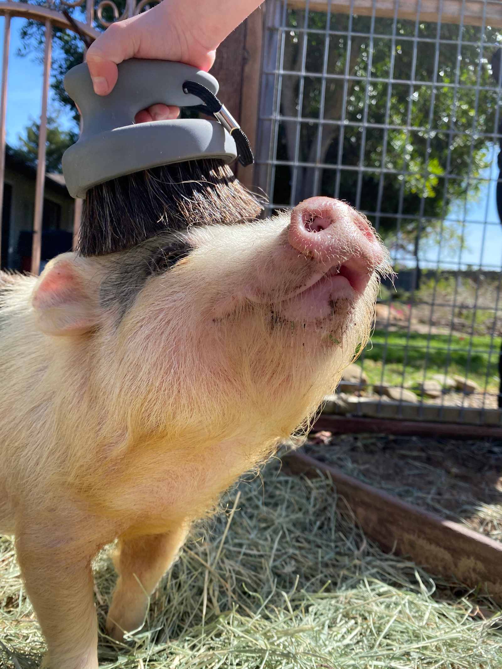 Hazel Homestead- Central Coast Farm - Nipomo, California - glamping.directory