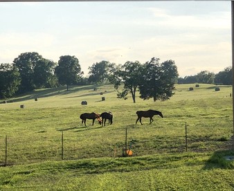 Rustic Countryside Barn with Horse Boarding & Pastures near Nashville, Lebanon, Tennessee - Lebanon, Tennessee - glamping.directory