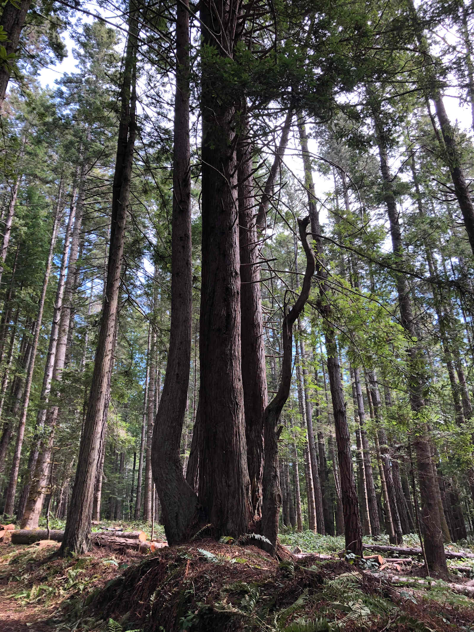 Mendocino Coast RV / Campers - Mendocino, California - glamping.directory