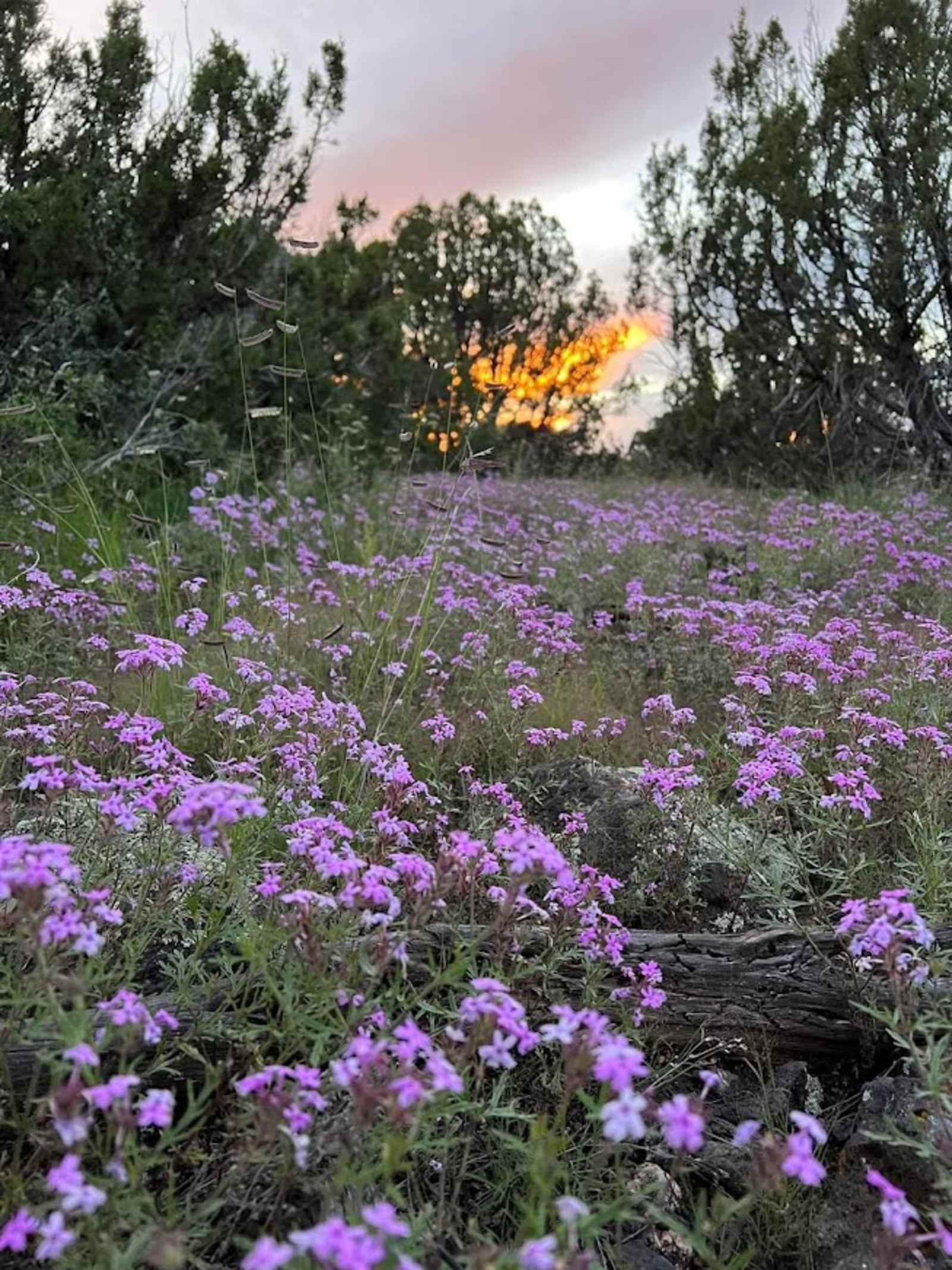 RV in Gods country - Vernon, Arizona - glamping.directory
