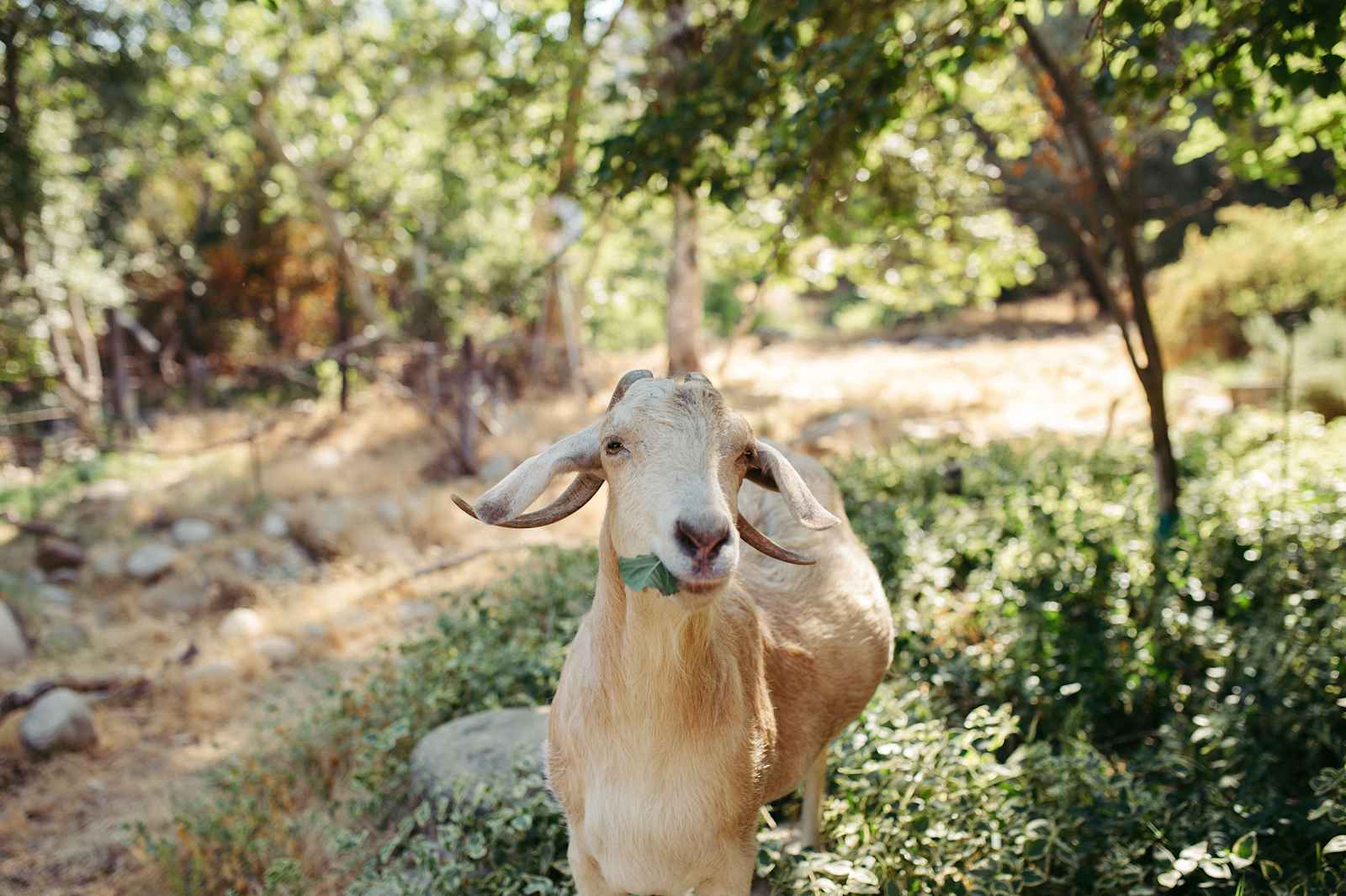 OrangeRay~Three Rivers - Three Rivers, California - glamping.directory