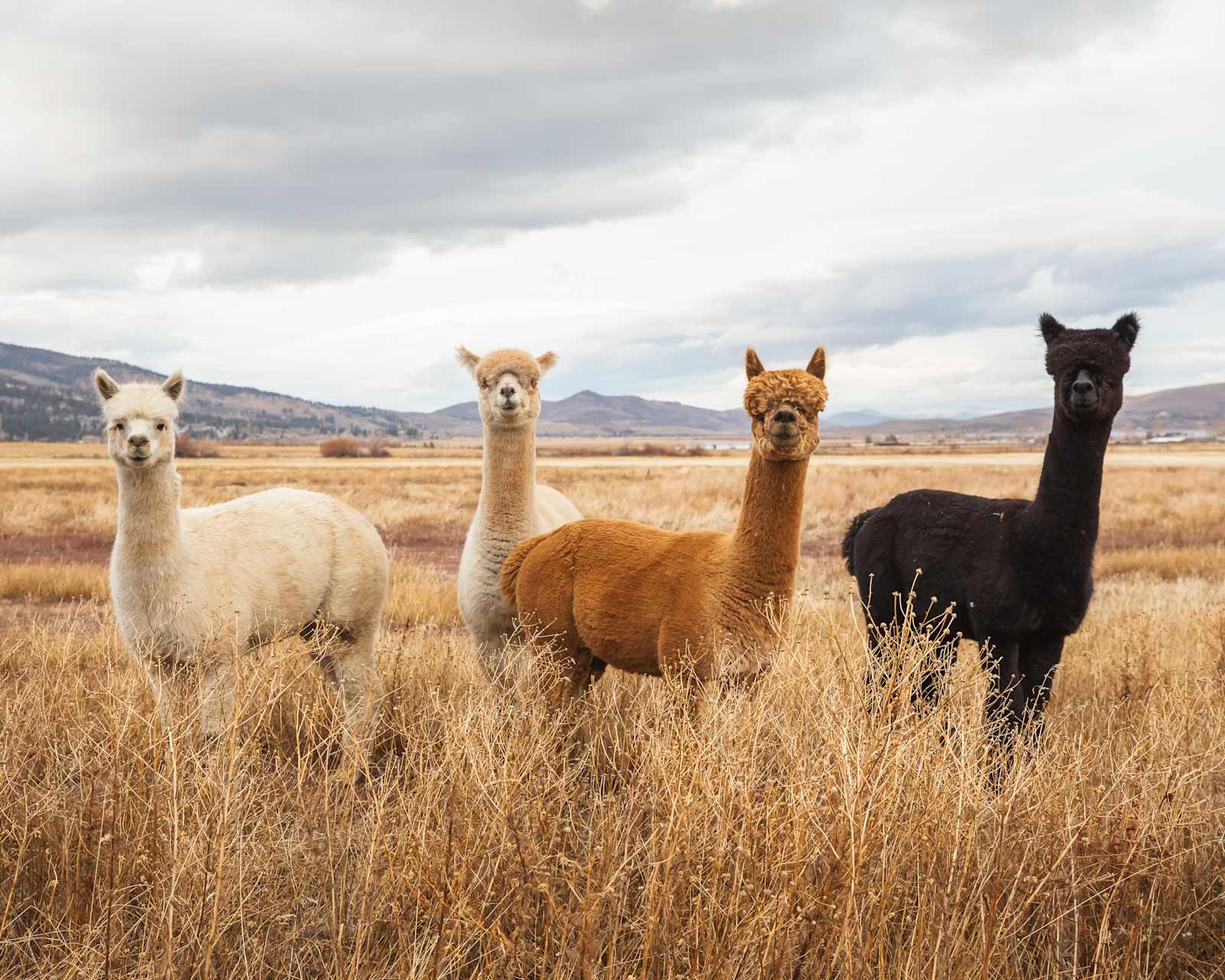 Alpaca Adventures at Honey Lake - Janesville, California - glamping.directory