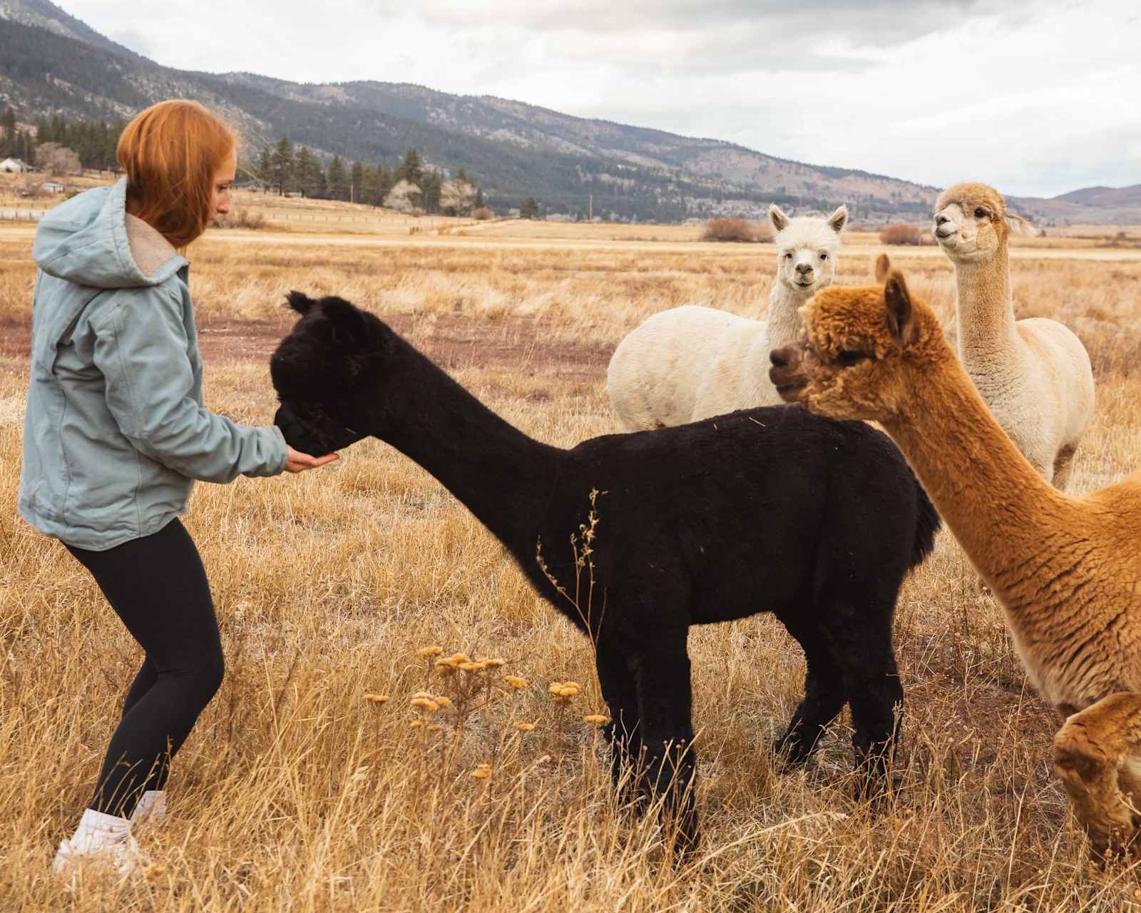 Alpaca Adventures at Honey Lake - Janesville, California - glamping.directory