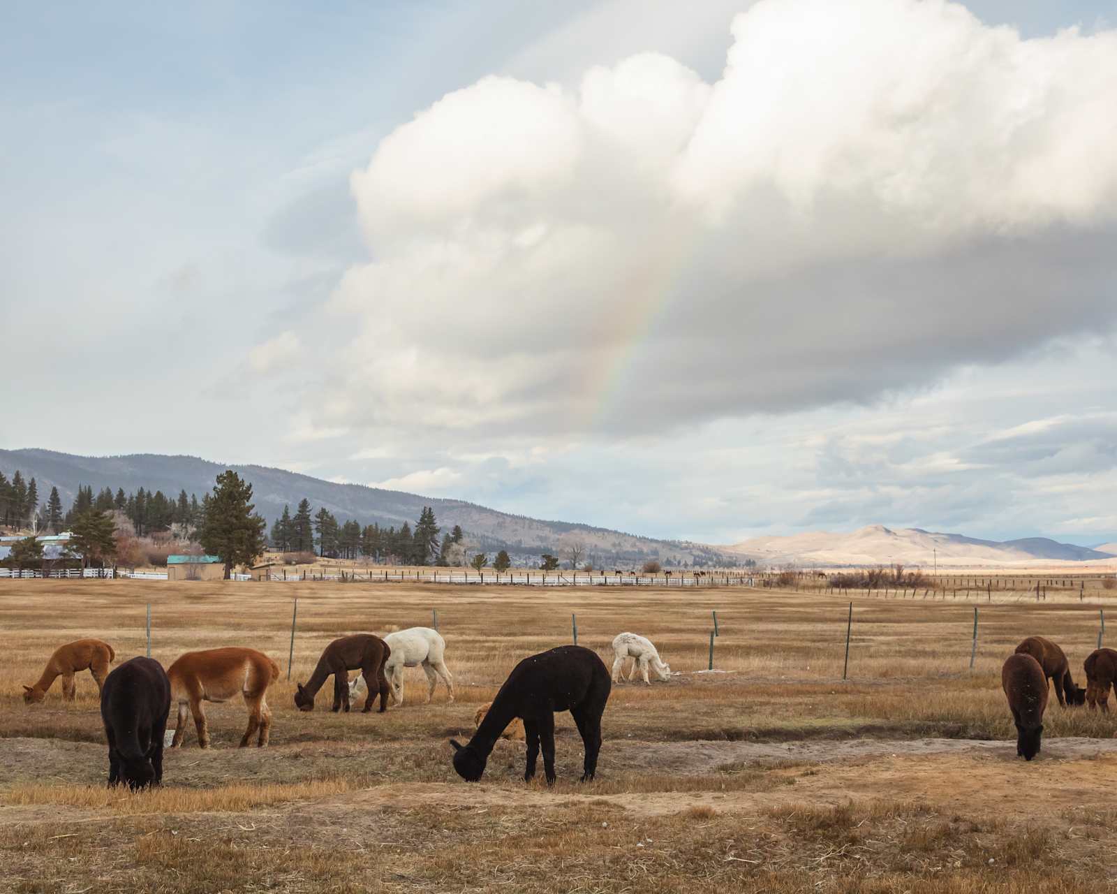 Alpaca Adventures at Honey Lake - Janesville, California - glamping.directory