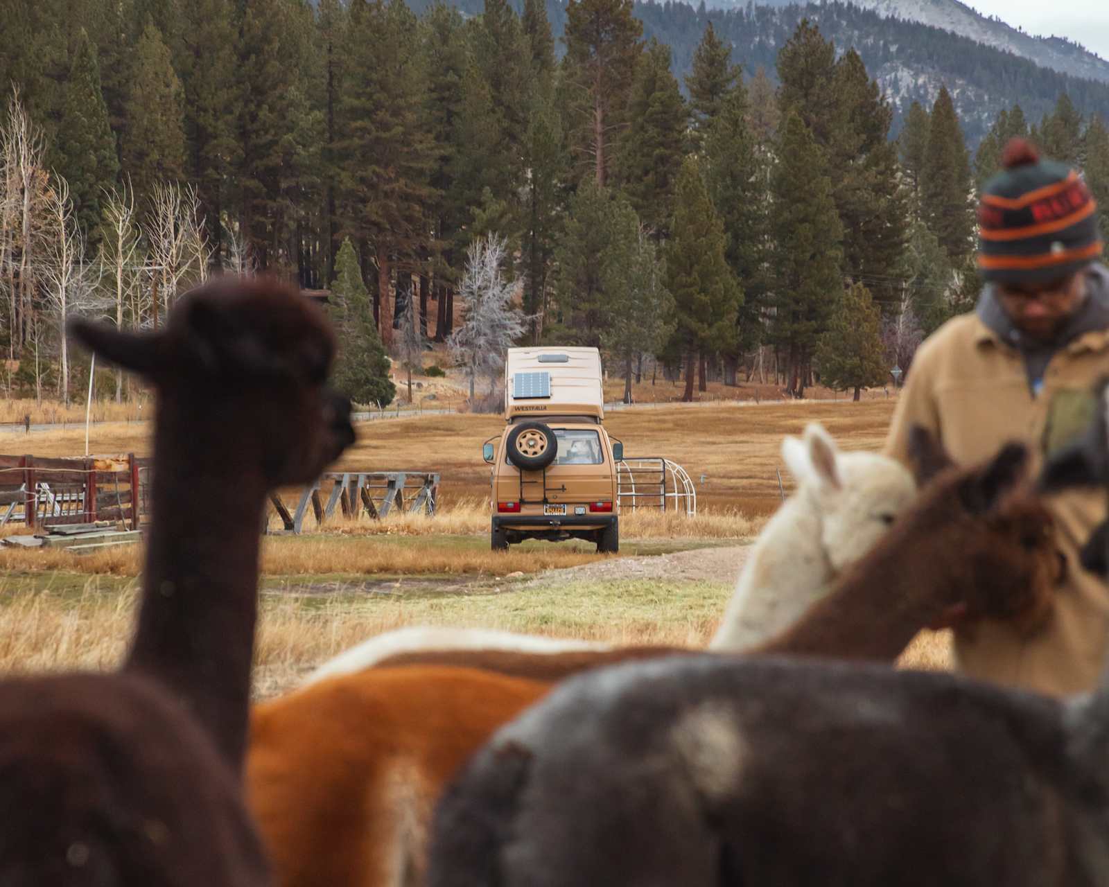 Alpaca Adventures at Honey Lake - Janesville, California - glamping.directory