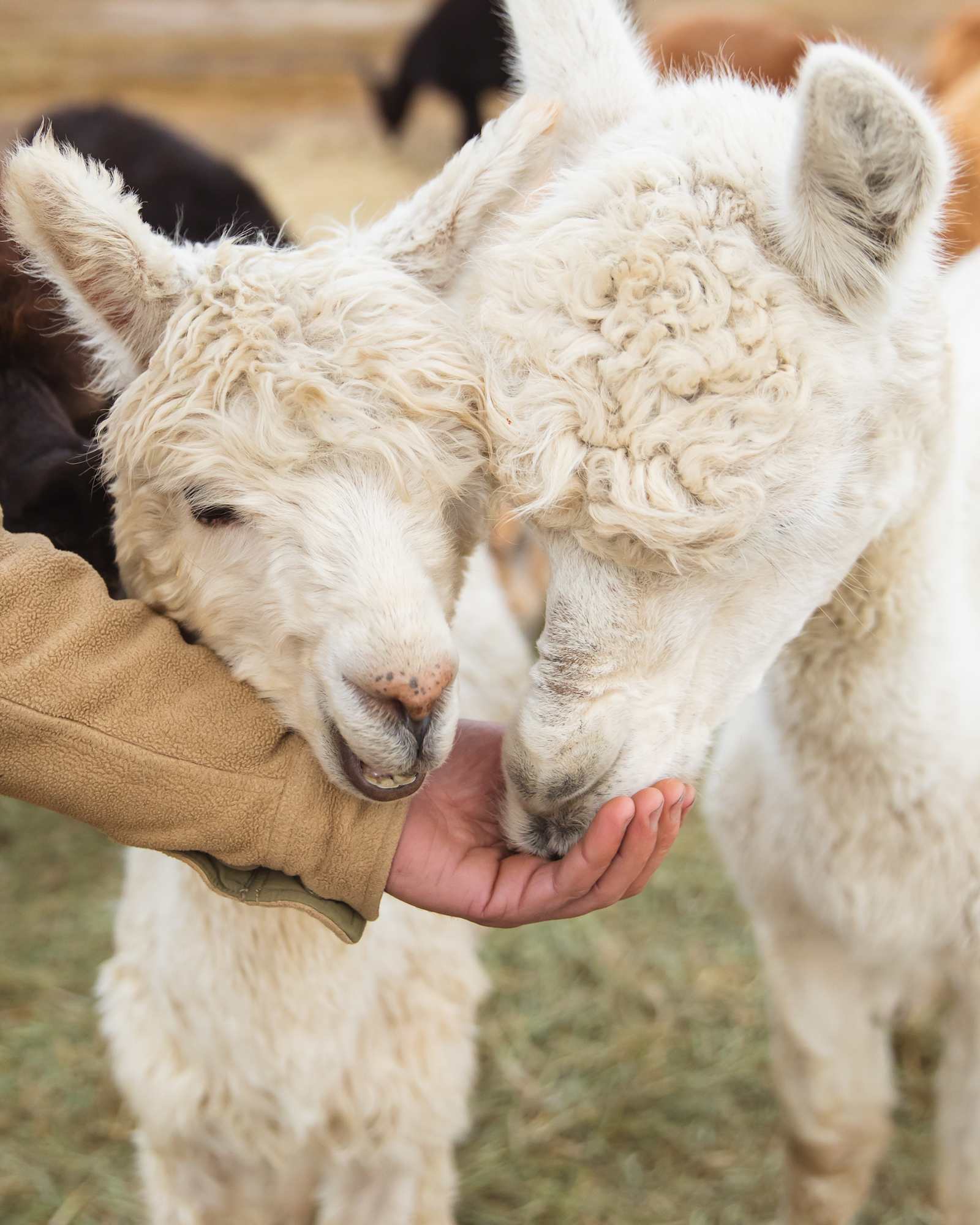 Alpaca Adventures at Honey Lake - Janesville, California - glamping.directory