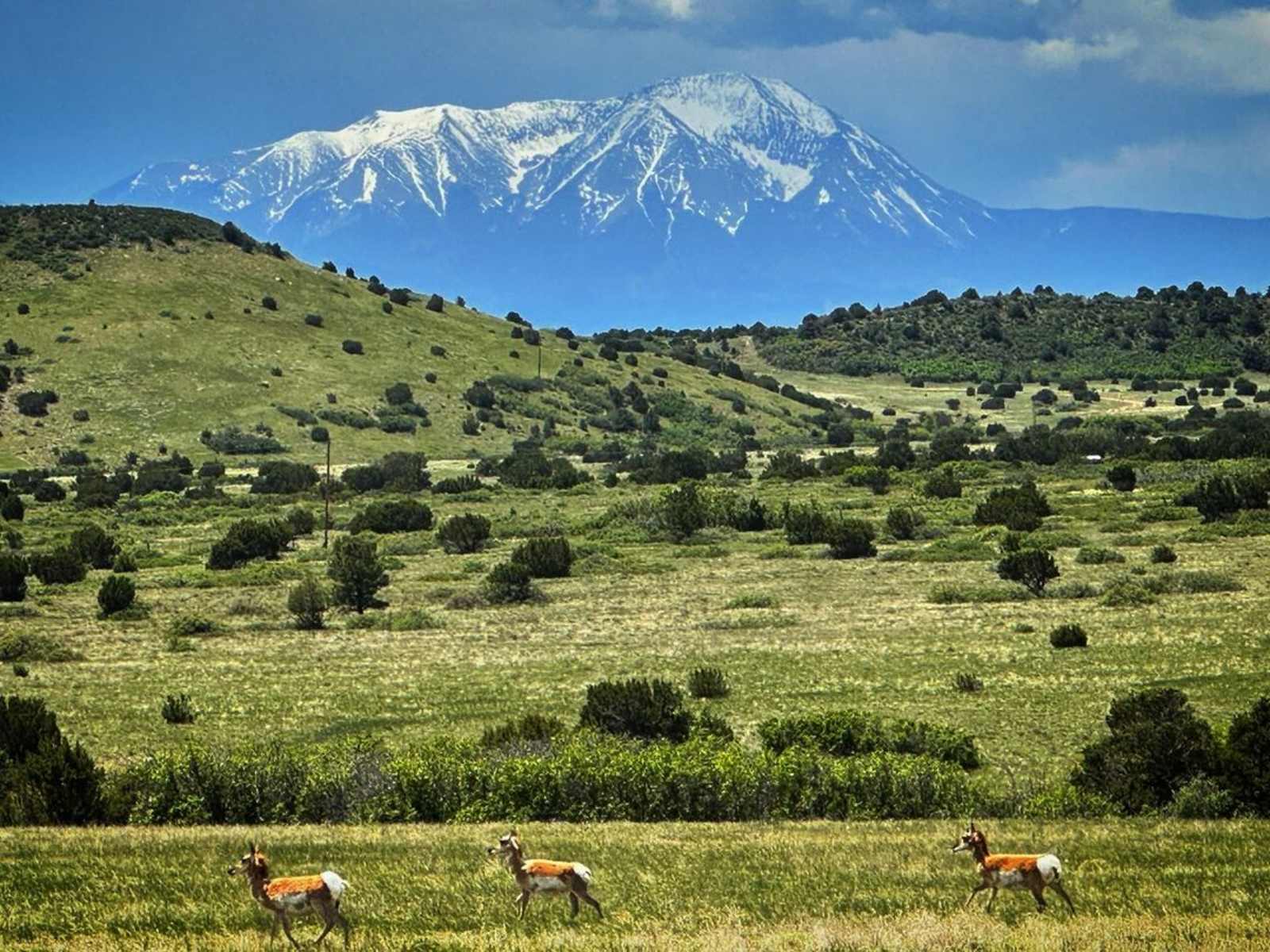 Hummingbird Ranch - Rye, Colorado - glamping.directory