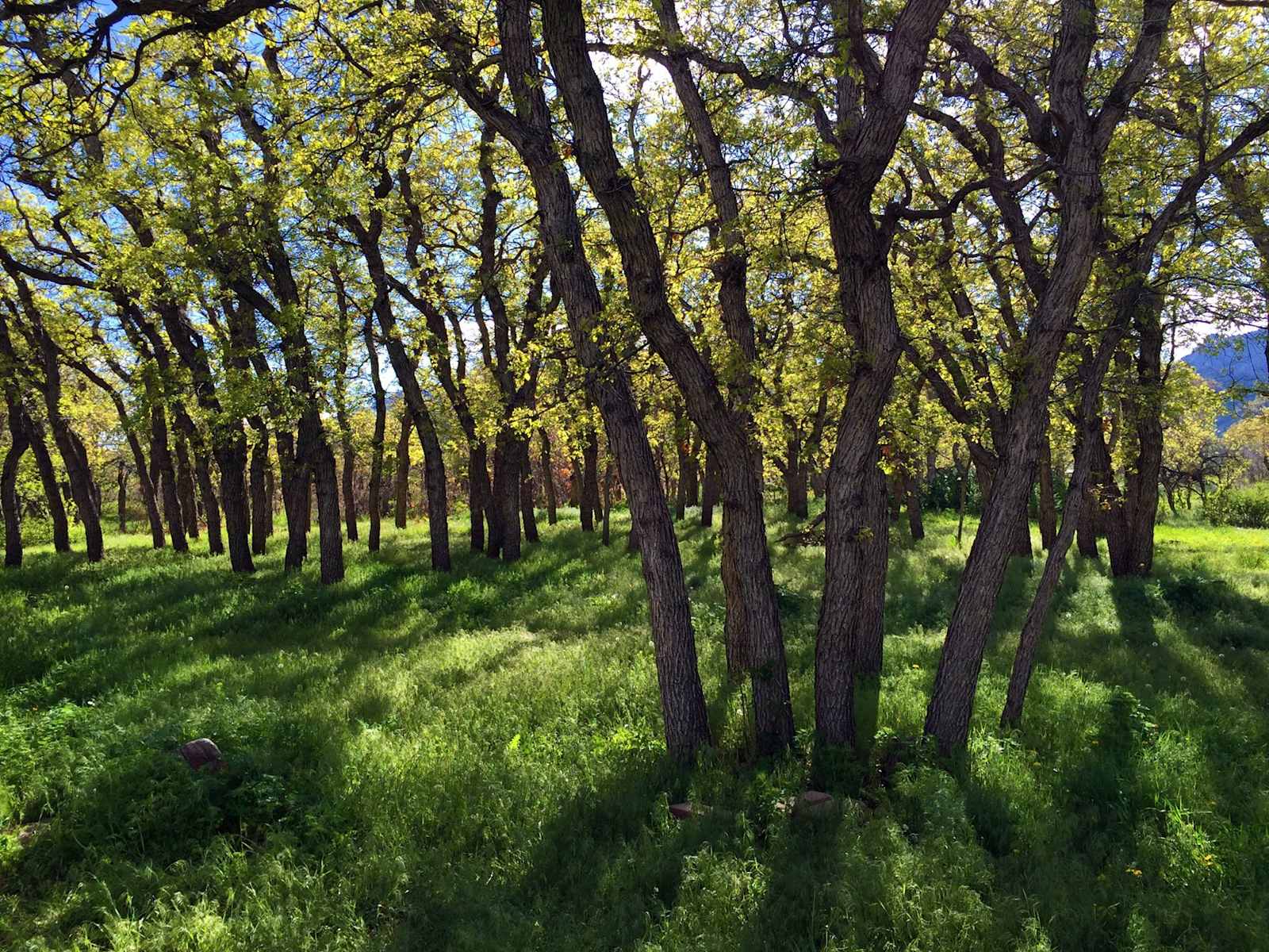 Hummingbird Ranch - Rye, Colorado - glamping.directory