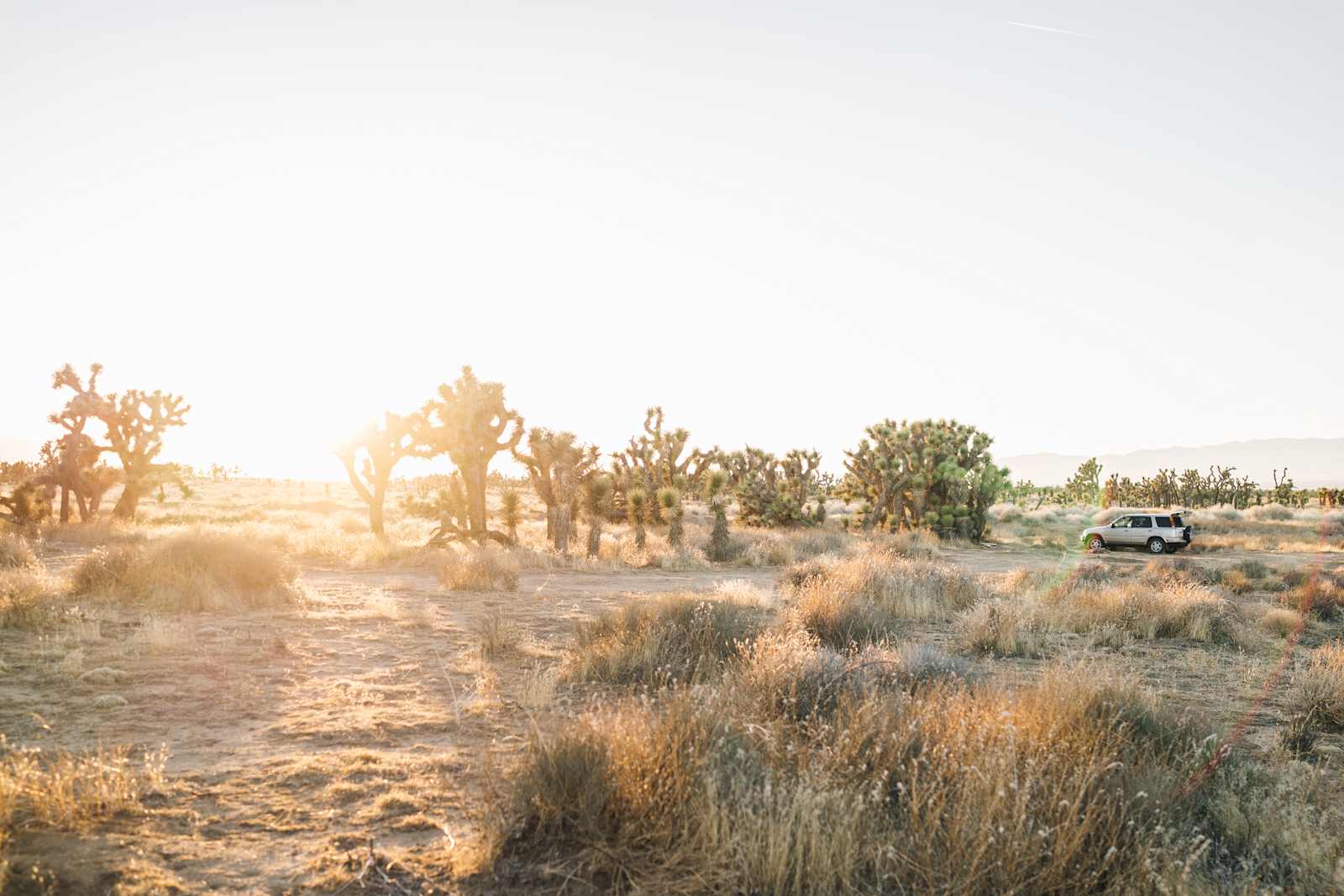 Joshua Tree Ranch Los Angeles - Lake Hughes, California - glamping.directory