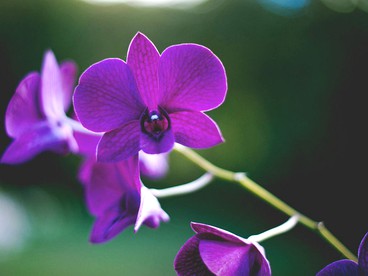 Romantic Cottage near Kauai North Shore in Kilauea, Hawaii - Kilauea, Hawaii - glamping.directory