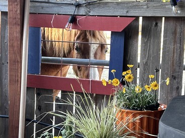 Shabby Chic Warner Springs Rental at a Ranch Ideal for Glamping in California - Warner Springs, California - glamping.directory