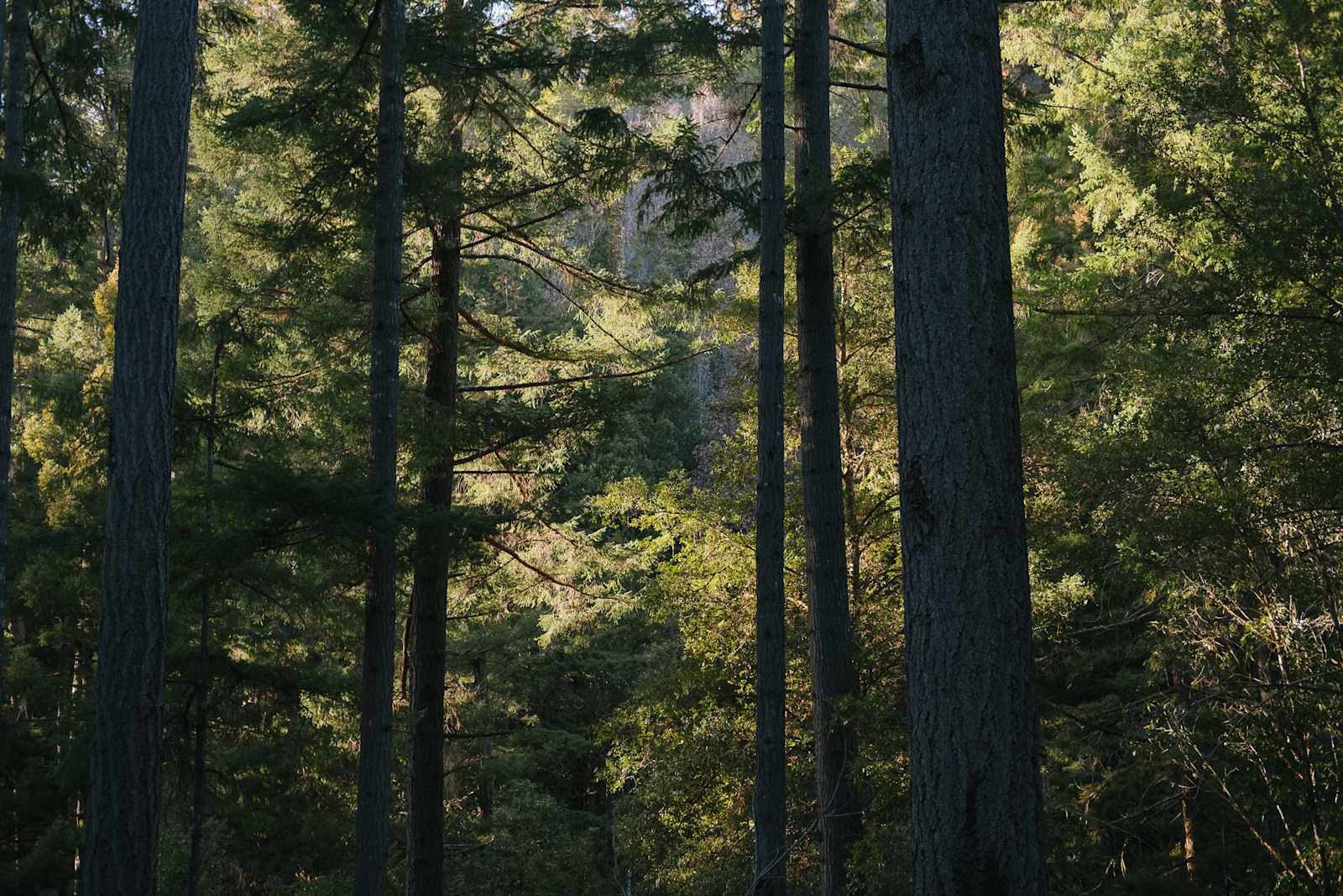 BANKS RANCH IN THE REDWOODS - Santa Cruz, California - glamping.directory