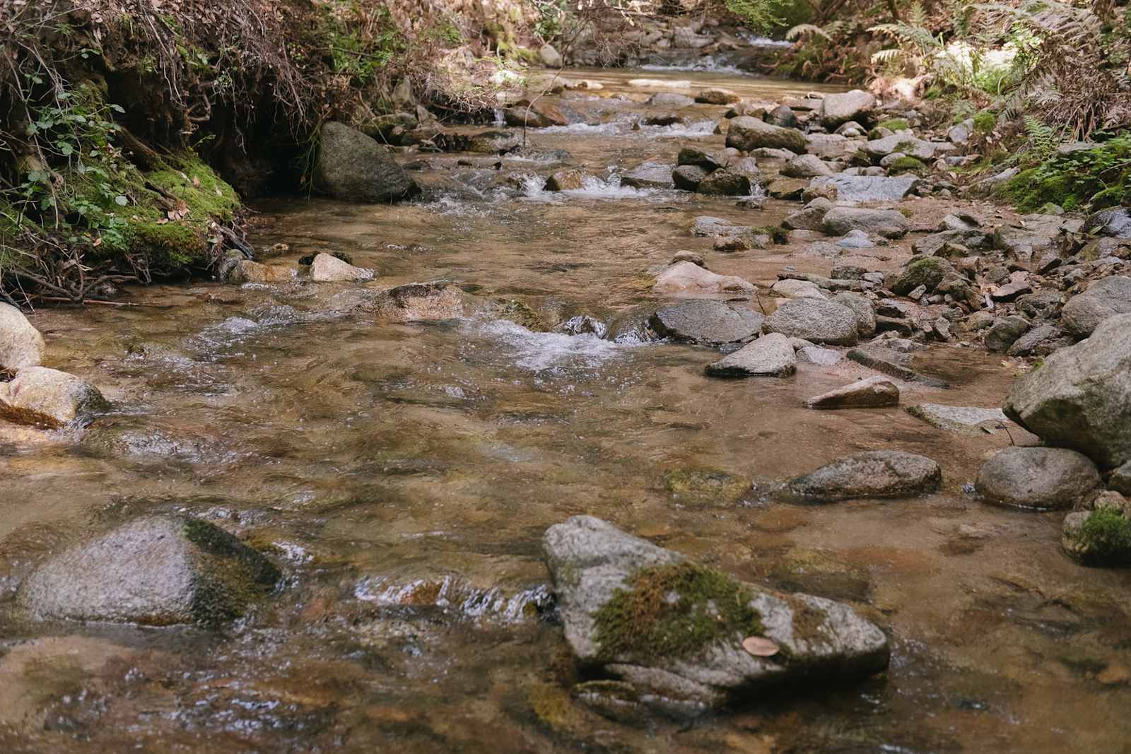 BANKS RANCH IN THE REDWOODS - Santa Cruz, California - glamping.directory
