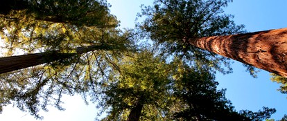 Secluded and Modern Cottage with a Fire Pit in Cazadero, California - Cazadero, California - glamping.directory