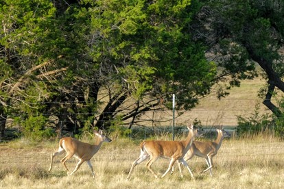 Secluded, Quiet 1B/1B Luxury Private Farm Stay in Fischer, TX - Fischer, Texas - glamping.directory