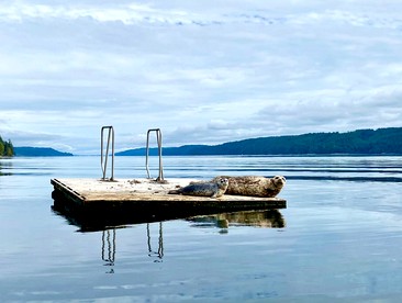 Gorgeous, Waterfront Beach Cottage on Oyster Bay with Easy Access to Olympic National Park - Hoodsport, Washington - glamping.directory