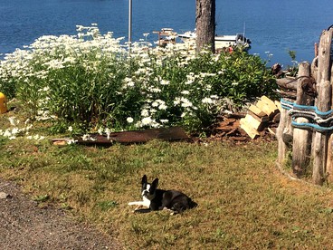 Charming Room Rental with Meals Included for Fishing Getaway on Prince of Wales Island, Alaska - Klawock, Alaska - glamping.directory