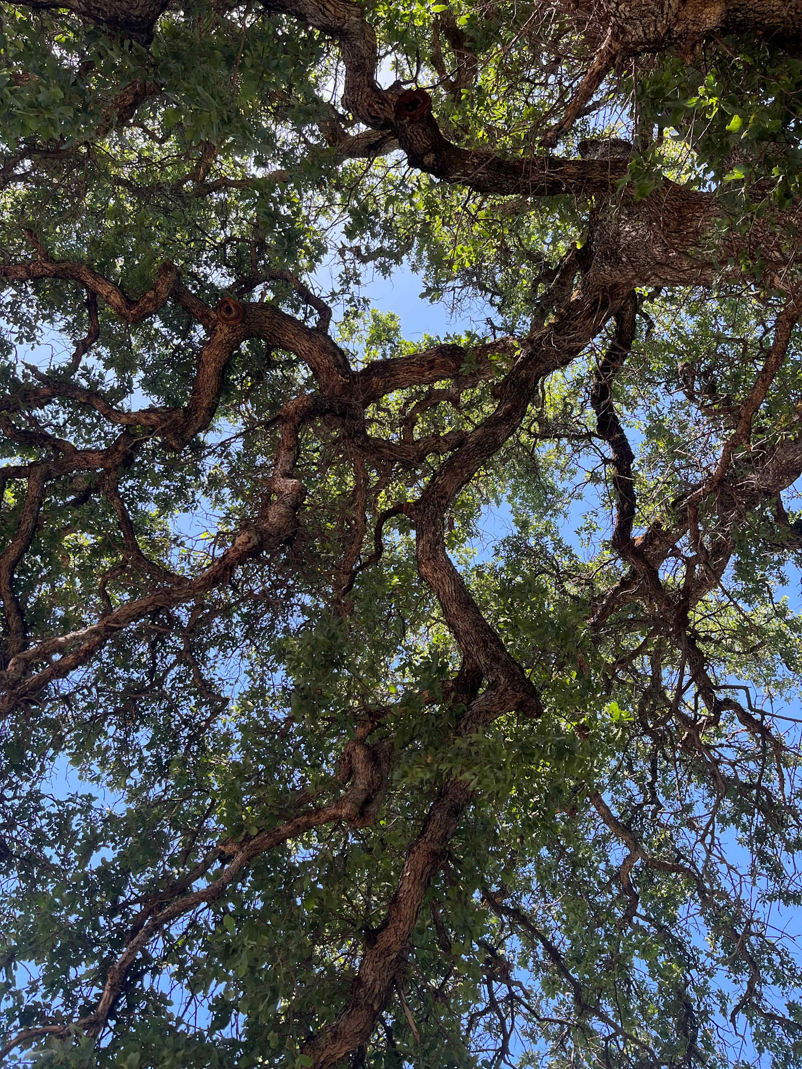 Whiskeytown Lake Getaway - Redding, California - glamping.directory
