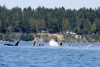Amazing Sunrise at Coastal Luxury Cabin Rental on Herron Island with Fire Pit and Paddle Boarding near Olympia, Washington - Lakebay, Washington - glamping.directory
